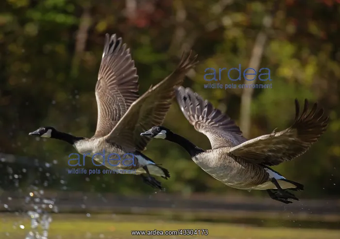 : Canada geese (Branta canadensis), Maryland : Canada geese (Branta canadensis), Maryland