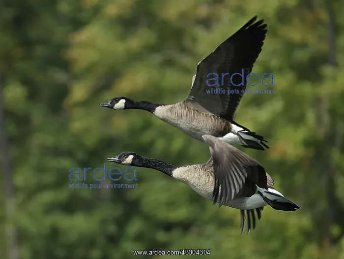 : Canada geese (Branta canadensis), Maryland : Canada geese (Branta canadensis), Maryland
