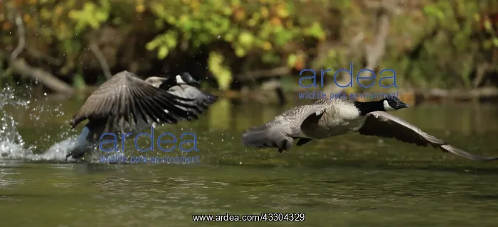 : Canada geese (Branta canadensis), Maryland : Canada geese (Branta canadensis), Maryland