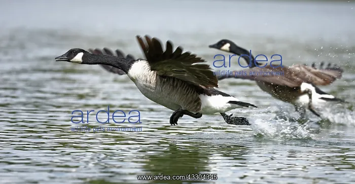  : Canada geese (Branta canadensis), Maryland
