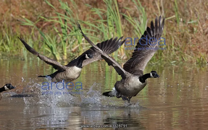 : Canada geese (Branta canadensis), Maryland : Canada geese (Branta canadensis), Maryland