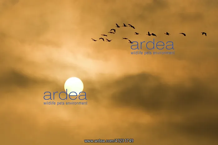 : Canada geese, Branta canadensis, Stanley : Canada geese, Branta canadensis, Stanley