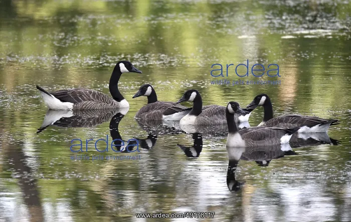 : Canada geese (Branta canadensis) swimming on a lake : Canada geese (Branta canadensis) swimming on a lake