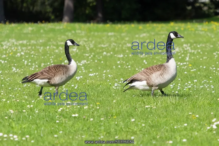: Canada Geese, a breeding pair of birds walking across a park meadow : Canada Geese, a breeding pair of birds walking across a park meadow