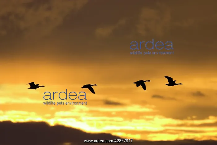 : Canada Geese - In flight at dawn, silhouette against : Canada Geese - In flight at dawn, silhouette against