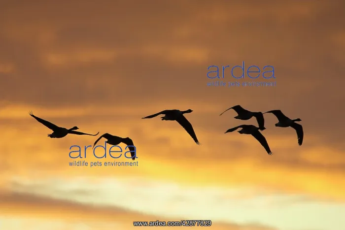 : Canada Geese - in flight at dawn silhouette against : Canada Geese - in flight at dawn silhouette against