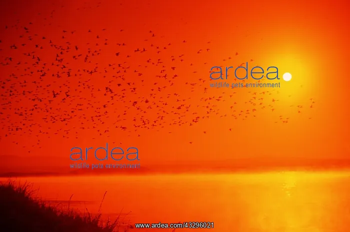 : Canada Geese - in flight with sunset : Canada Geese - in flight with sunset