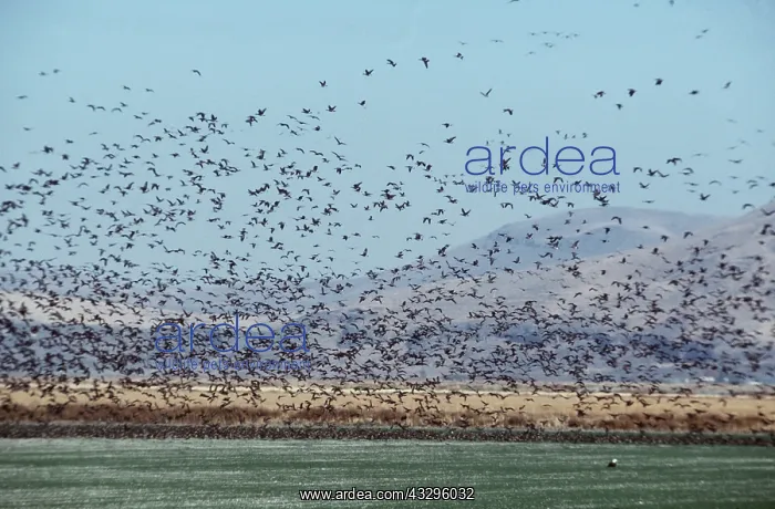 : CANADA GEESE - FLOCK IN FLIGHT : CANADA GEESE - FLOCK IN FLIGHT