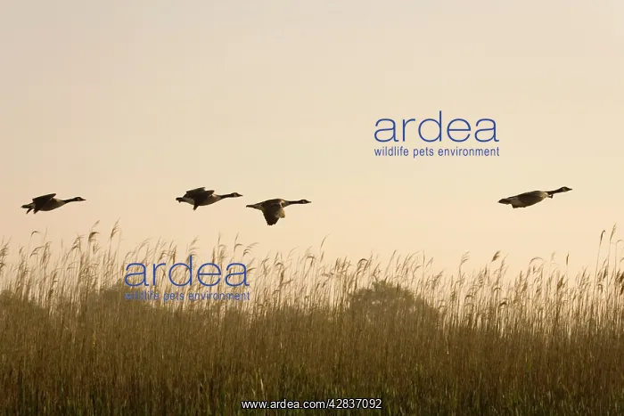 : Canada Geese - Four fying over reedbeds at dawn : Canada Geese - Four fying over reedbeds at dawn