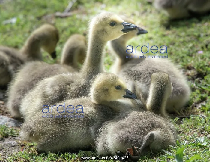 : Canada geese goslings huddling together : Canada geese goslings huddling together