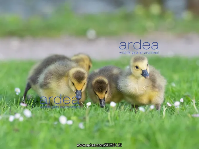 : Canada geese, four goslings searching for food on a park meadow : Canada geese, four goslings searching for food on a park meadow