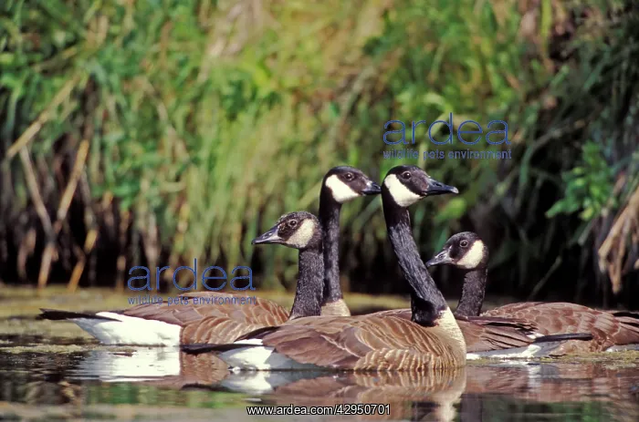 : Canada Geese, group of four together near lakeshore : Canada Geese, group of four together near lakeshore