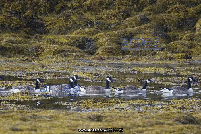 : Canada Geese - group swimming in sea loch Branta : Canada Geese - group swimming in sea loch Branta