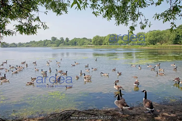 : Canada Geese - Hornsea Mere a glacial relict lake : Canada Geese - Hornsea Mere a glacial relict lake