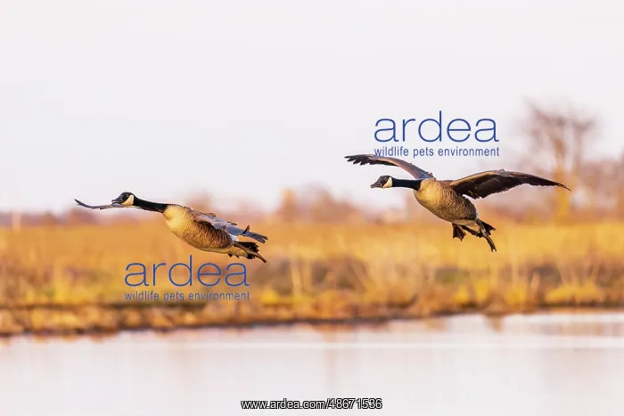 : Canada geese landing in wetland late evening, Marion County : Canada geese landing in wetland late evening, Marion County