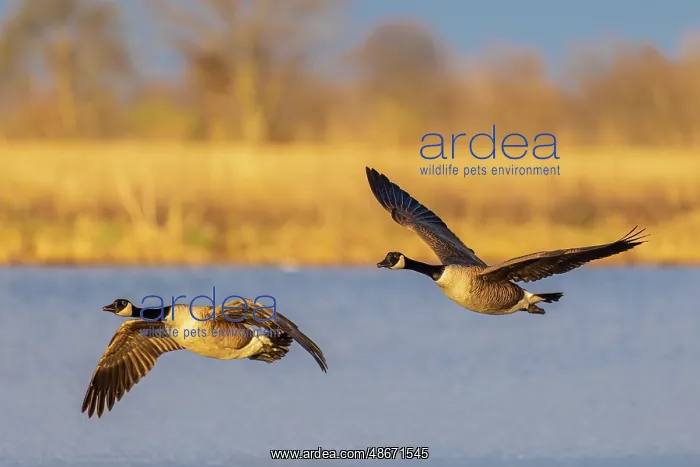 : Canada geese landing in wetland late evening, Marion County : Canada geese landing in wetland late evening, Marion County