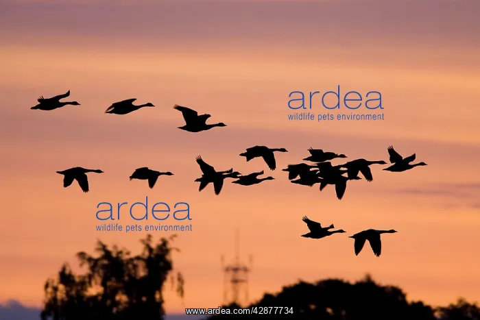 : Canada Geese - In low flight over trees at dawn : Canada Geese - In low flight over trees at dawn