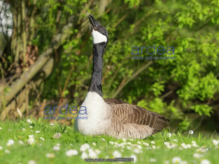  : Canada Geese, a male or gander