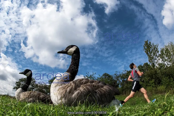 : Canada Geese with man jogging in the background : Canada Geese with man jogging in the background