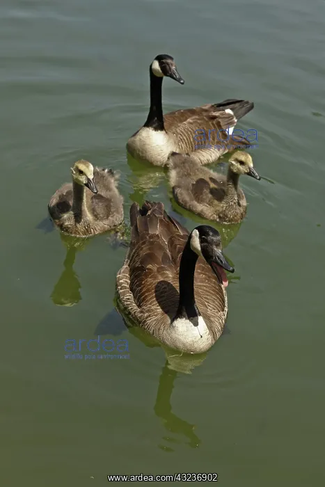  : Canada geese, Maryland