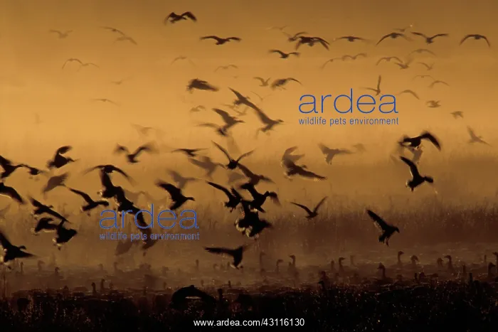 : Canada Geese migrating : Canada Geese migrating