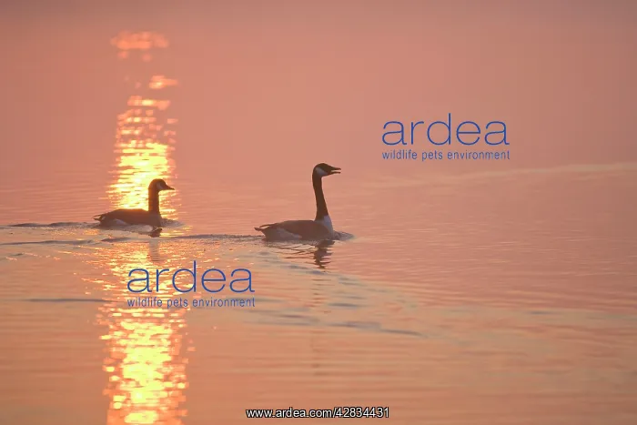 : Canada Geese Pair at sunrise : Canada Geese Pair at sunrise