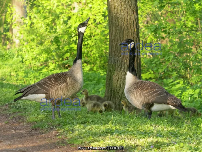 : Canada geese, parent birds in a park : Canada geese, parent birds in a park