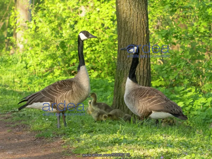 : Canada geese, parent birds in a park : Canada geese, parent birds in a park
