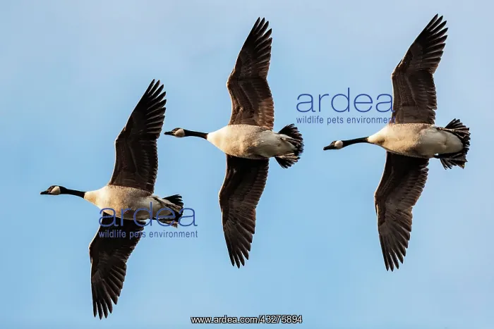 : Canada geese in relay flight, Lake Ummingen, Bochum : Canada geese in relay flight, Lake Ummingen, Bochum
