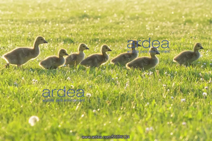 : Canada Geese, seven young goslings walking across a park meadow : Canada Geese, seven young goslings walking across a park meadow