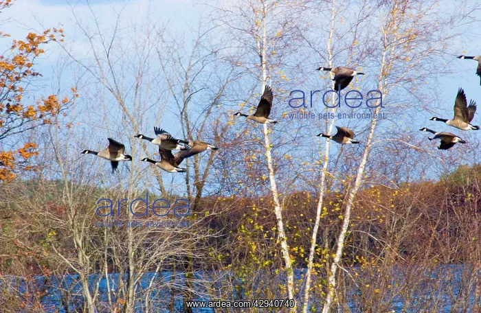 : Canada Geese - small flock in flight against trees : Canada Geese - small flock in flight against trees