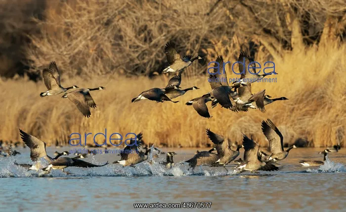 : Canada geese taking flight from a wetland refuge in southern : Canada geese taking flight from a wetland refuge in southern