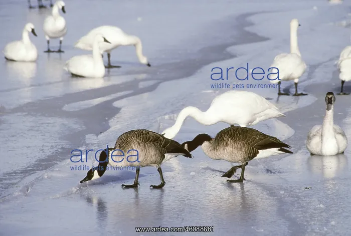 : Canada Geese and Tundra Swans : Canada Geese and Tundra Swans