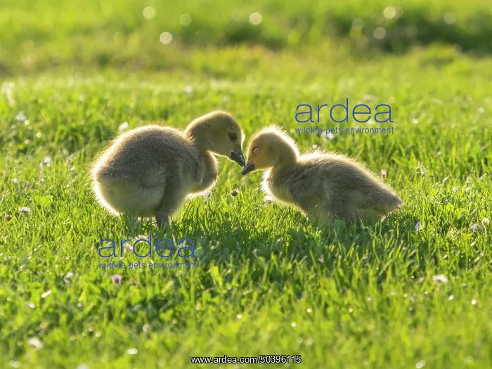 : Canada Geese, two young goslings on a park meadow : Canada Geese, two young goslings on a park meadow