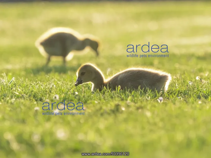 : Canada Geese, two young goslings on a park meadow : Canada Geese, two young goslings on a park meadow
