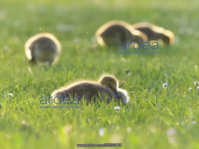 : Canada Geese, four young goslings on a park meadow : Canada Geese, four young goslings on a park meadow