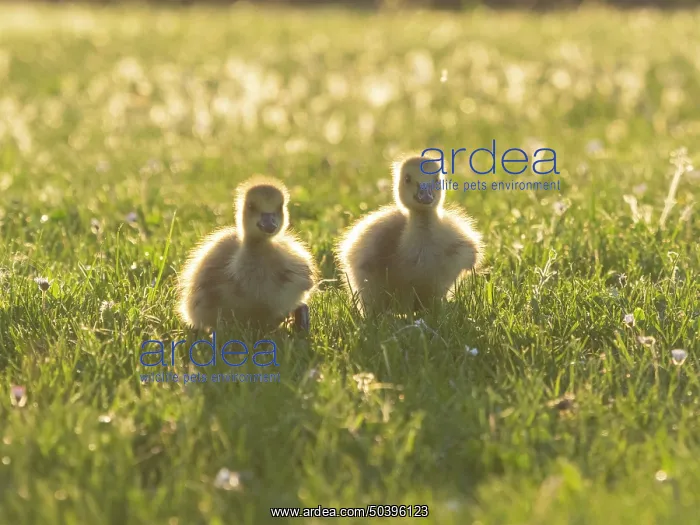 : Canada Geese, two young goslings on a park meadow : Canada Geese, two young goslings on a park meadow