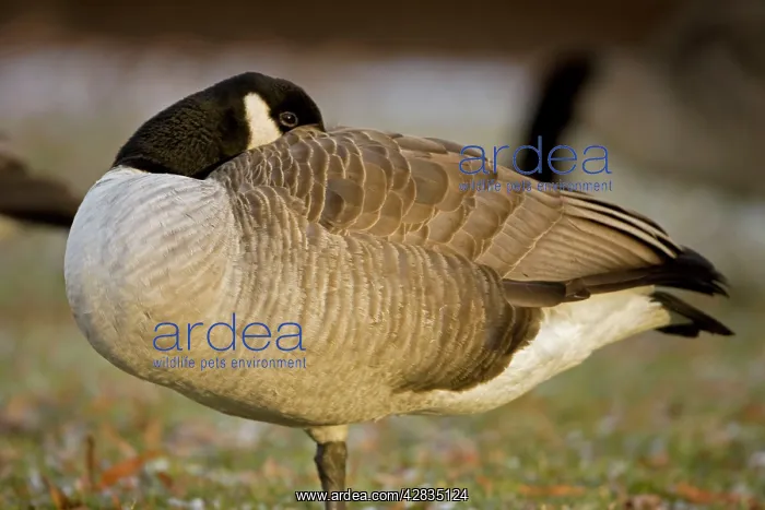 : Canada Goose : Canada Goose
