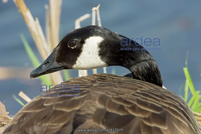 : Canada Goose : Canada Goose