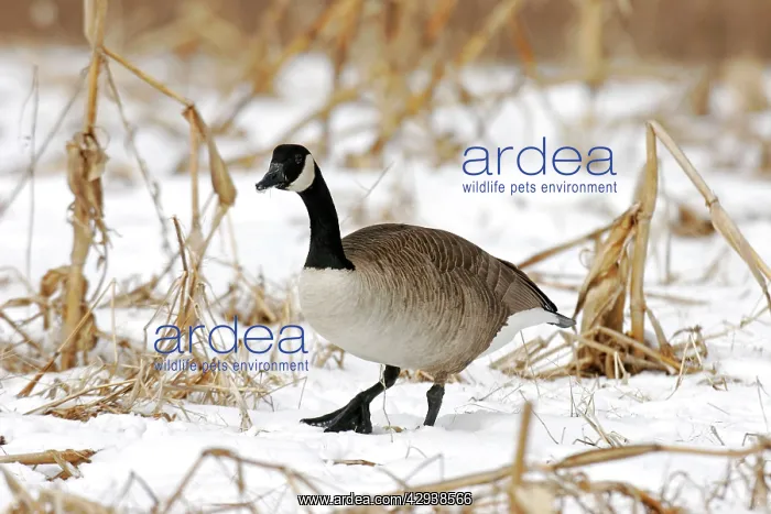  : Canada Goose