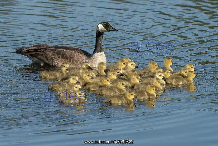 : Canada Goose : Canada Goose