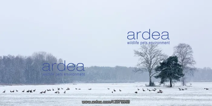 : Canada Goose : Canada Goose