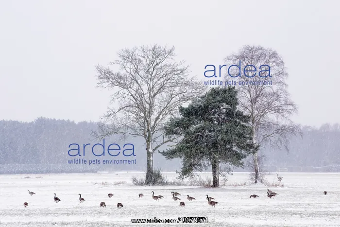 : Canada Goose : Canada Goose