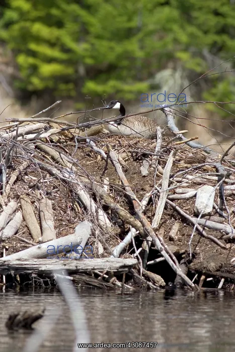 : Canada Goose : Canada Goose