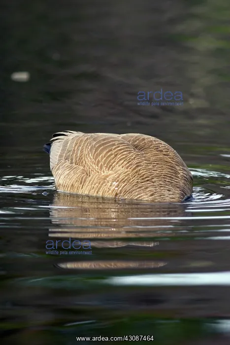 : Canada Goose : Canada Goose