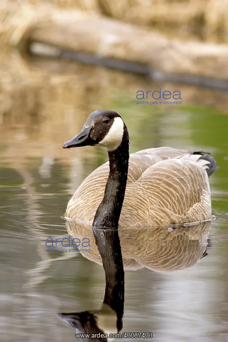 : Canada Goose : Canada Goose