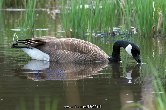 : Canada Goose : Canada Goose