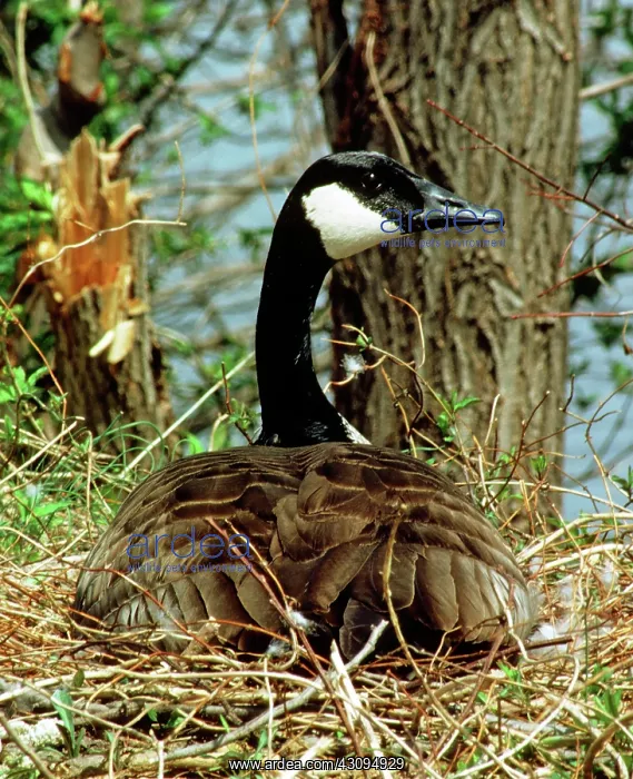 : Canada Goose : Canada Goose