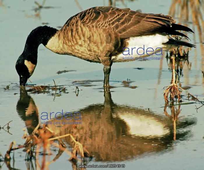 : Canada Goose : Canada Goose
