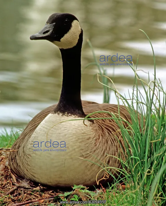 : Canada Goose : Canada Goose